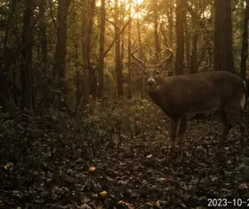 Night Vision for Deer Hunting: Thermal vs Analog