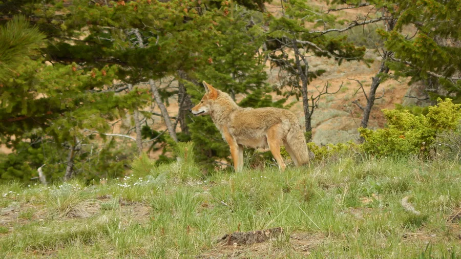 Coyote hunting at night with thermal scope