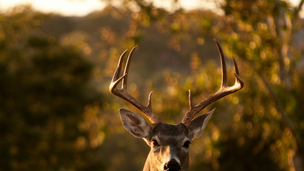 White-tailed deer buck alert in open field at dusk