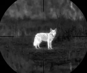 Best Thermal Scopes for Coyote Hunting 2026